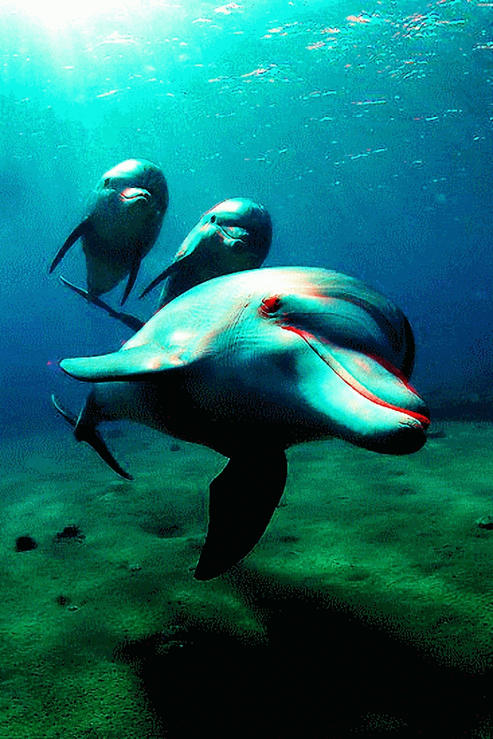 dolphin